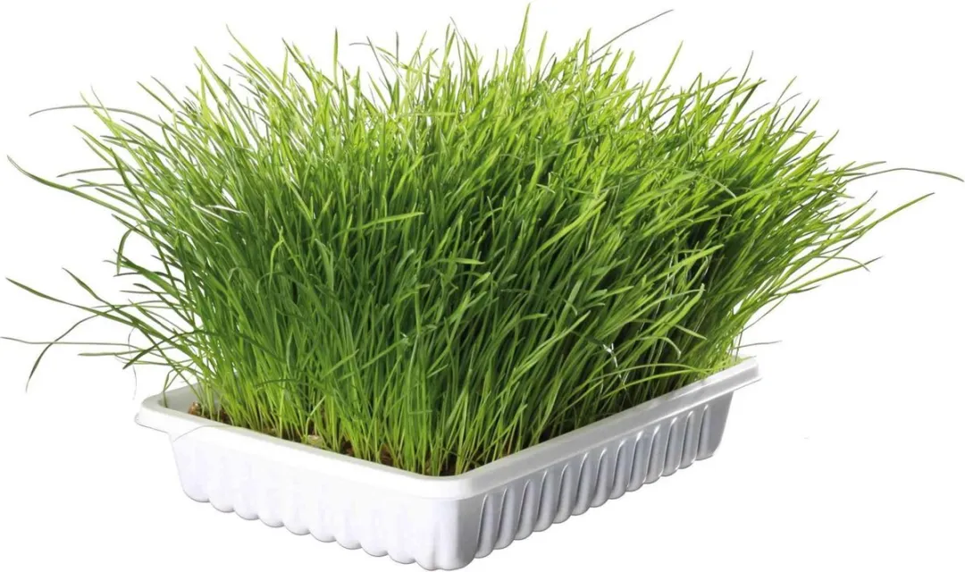 Trixie Softgras Bak 12x100g - Vitaminenrijk Graszaad - afbeelding 3 van 5