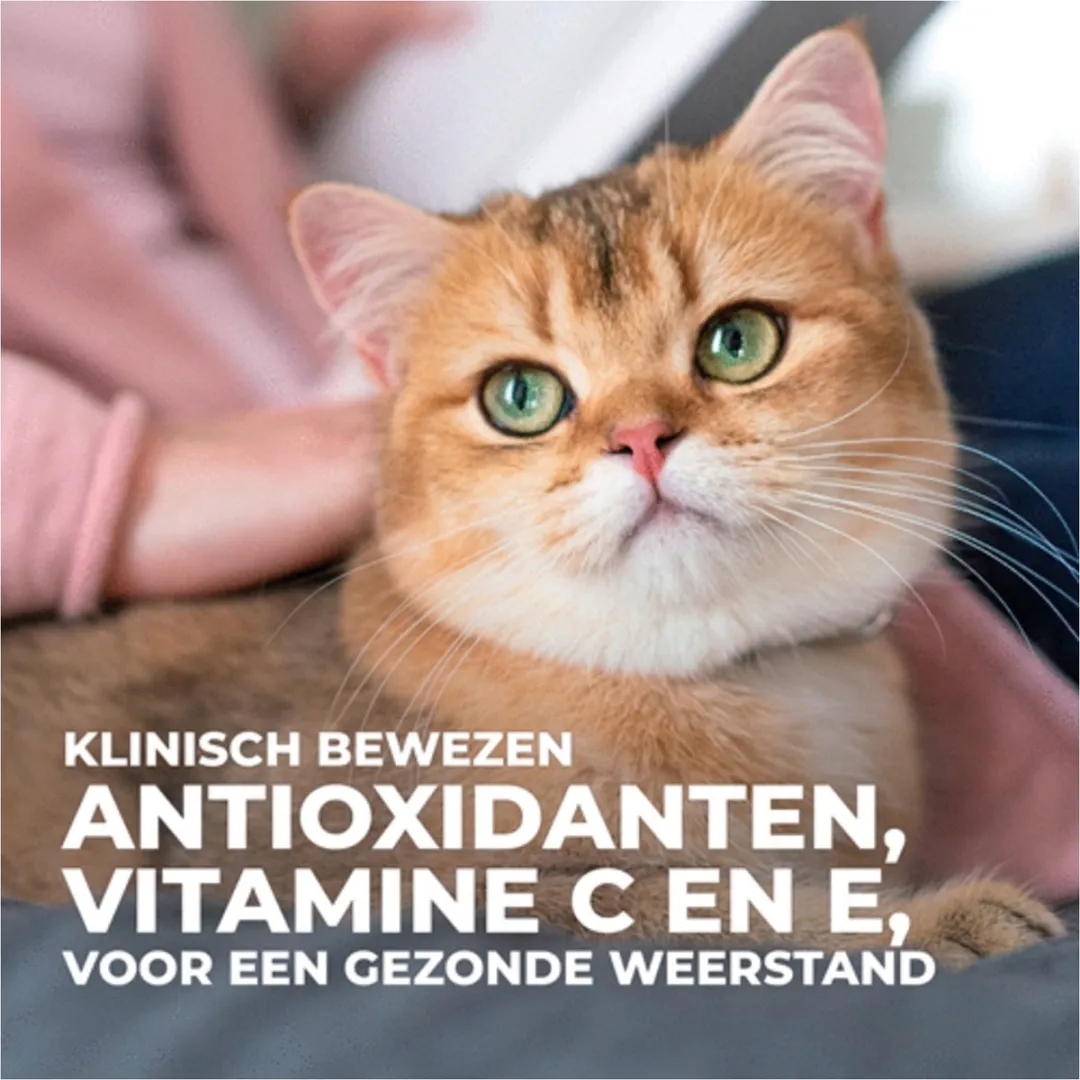 Hill's Feline Adult Lam Kattenvoer 1.5kg