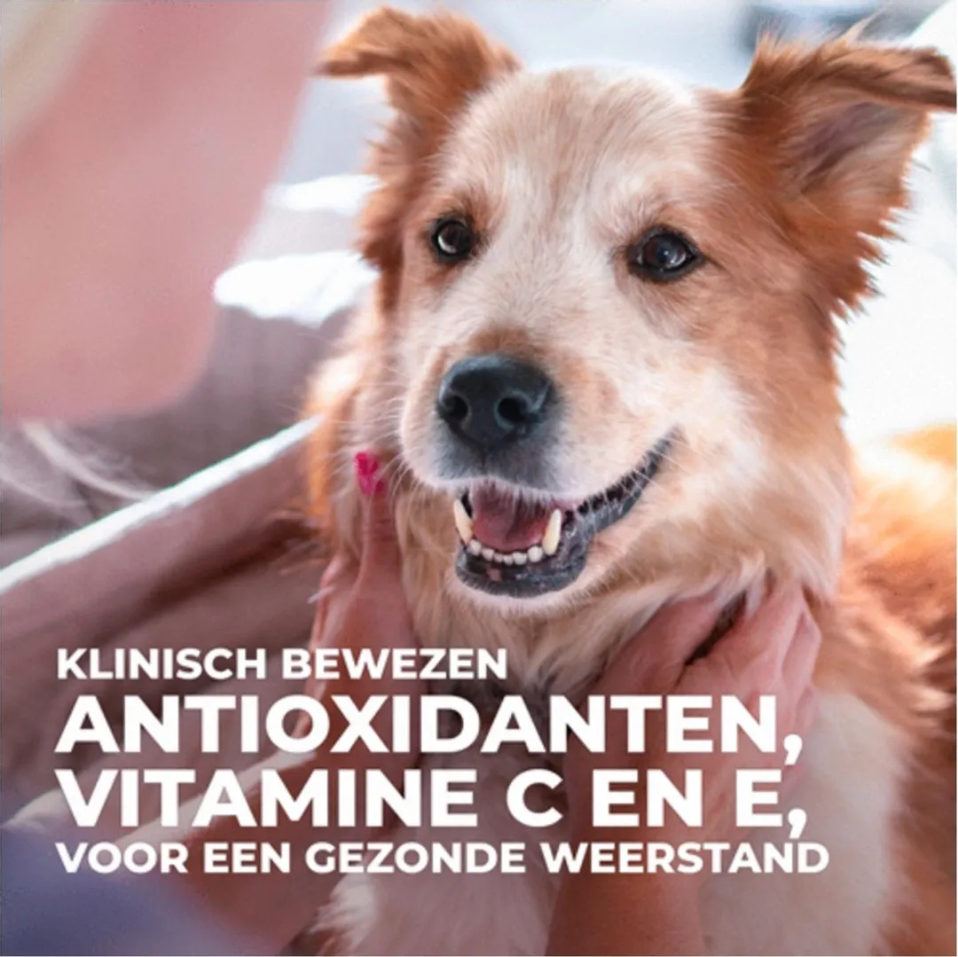Hill's Canine Adult Large Breed Hondenvoer Kip 2,5 kg