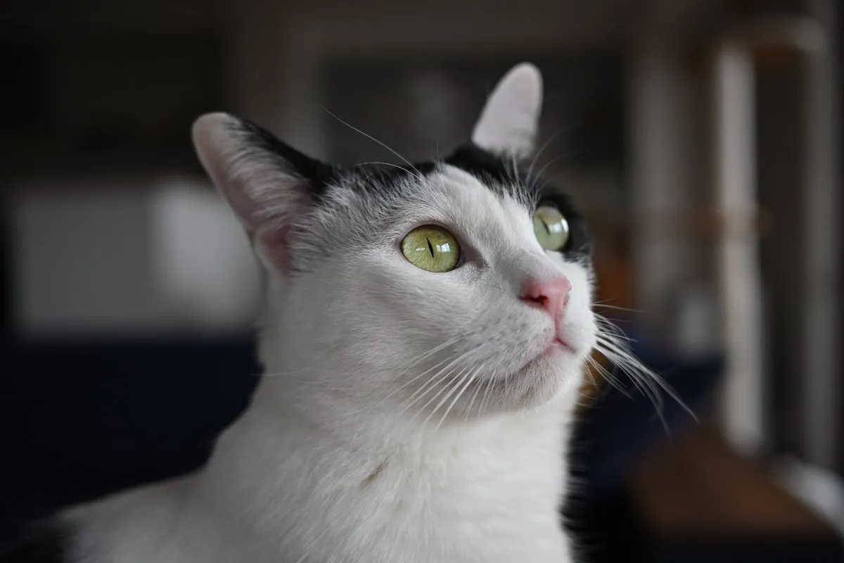 Nikon NIKKOR Z DX 24mm f/1.7 Objectief - 46mm Filter