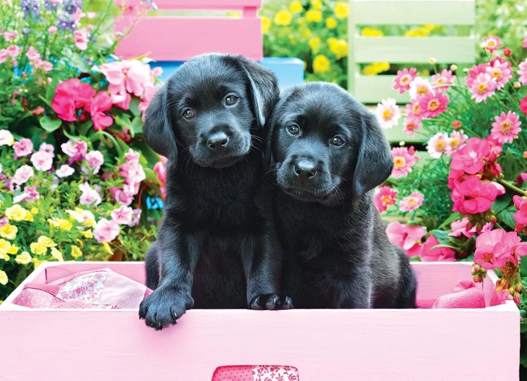 Eurographics Zwarte Labradors met Roze Strik Puzzel 500 Stuks
