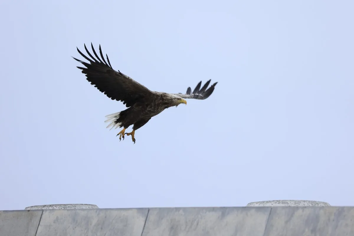 Canon RF 100-400mm f/5.6-8 IS USM Telelens
