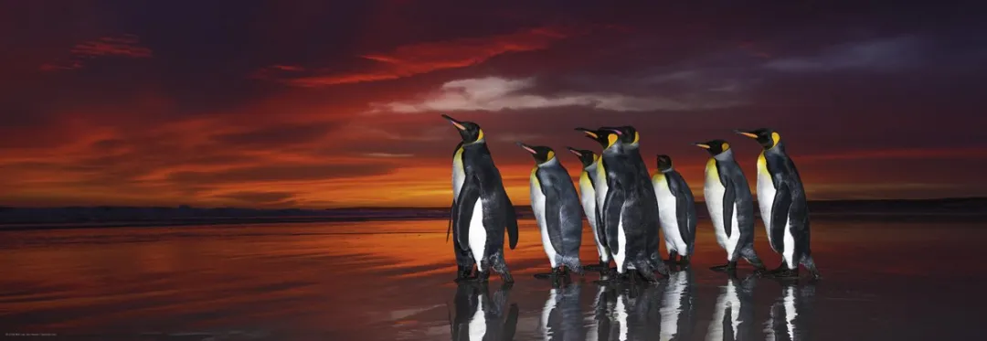 Heye Puzzel Panorama Pinquins 1000 Stuks - Meerkleurig