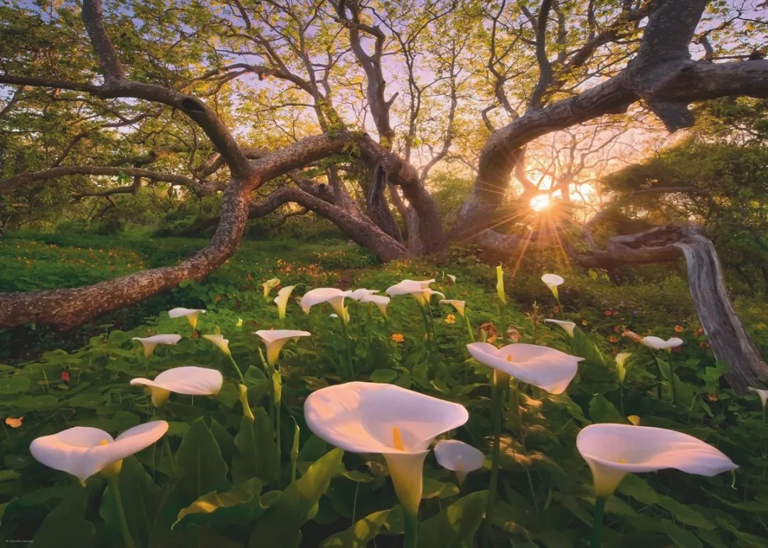 Heye Magic Forest Calla Clearing Puzzel 1000 Stuks
