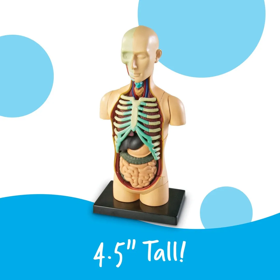 Learning Resources Human Body Torso Anatomie Set - 950LER3336