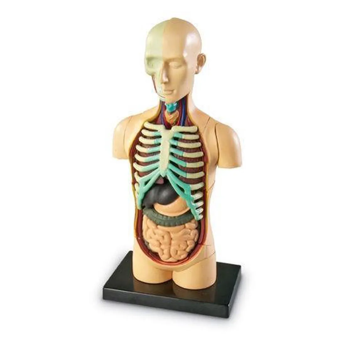 Learning Resources Human Body Torso Anatomie Set - 950LER3336