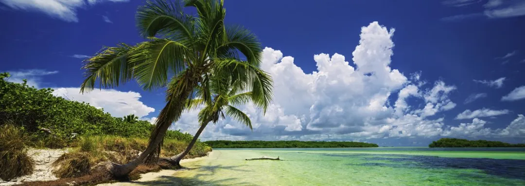 Heye Puzzel Paraiso Palm 2000 Stuks - 2000 Puzzeldelen - Meerkleurig
