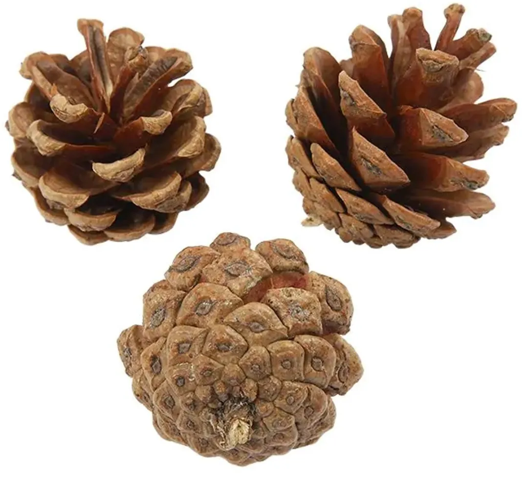 Creativ Company Dennenappels Natuurlijk Materiaal - 60 Stuks