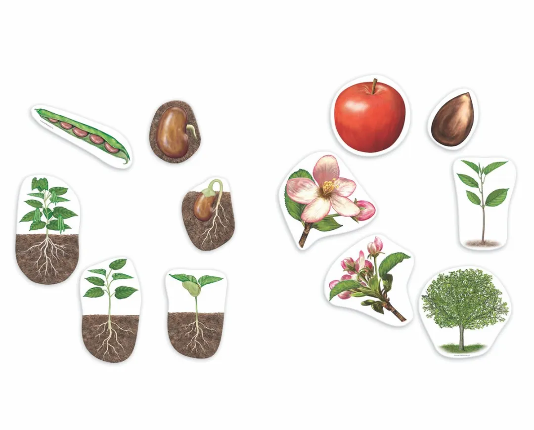 Learning Resources Reuze Magnetische Levenscyclus Plant