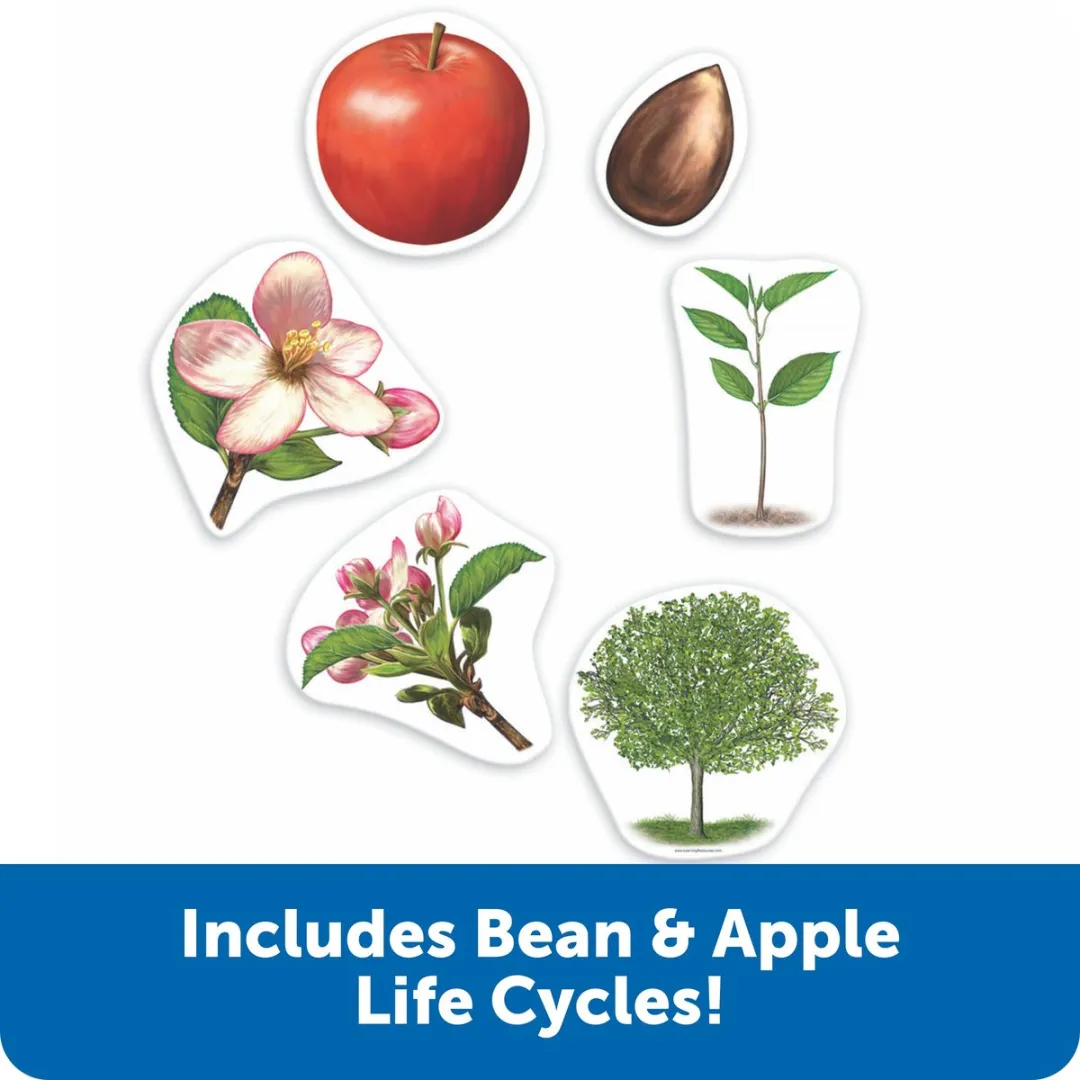 Learning Resources Reuze Magnetische Levenscyclus Plant - 765023060454