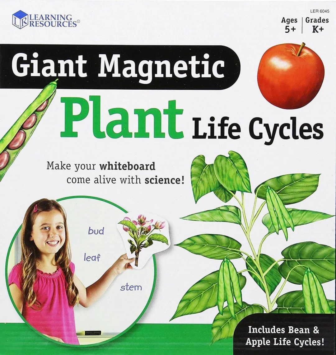 Learning Resources Reuze Magnetische Levenscyclus Plant - 765023060454