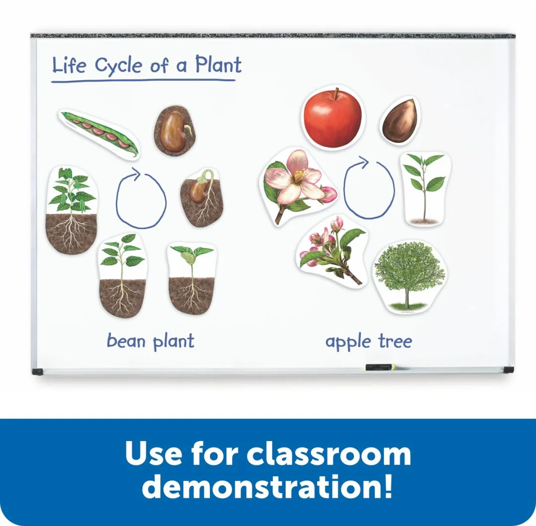 Learning Resources Reuze Magnetische Levenscyclus Plant - 765023060454