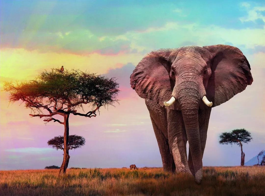 Clementoni African Sunset Puzzel 500 Stuks - Multikleur - afbeelding 3 van 6