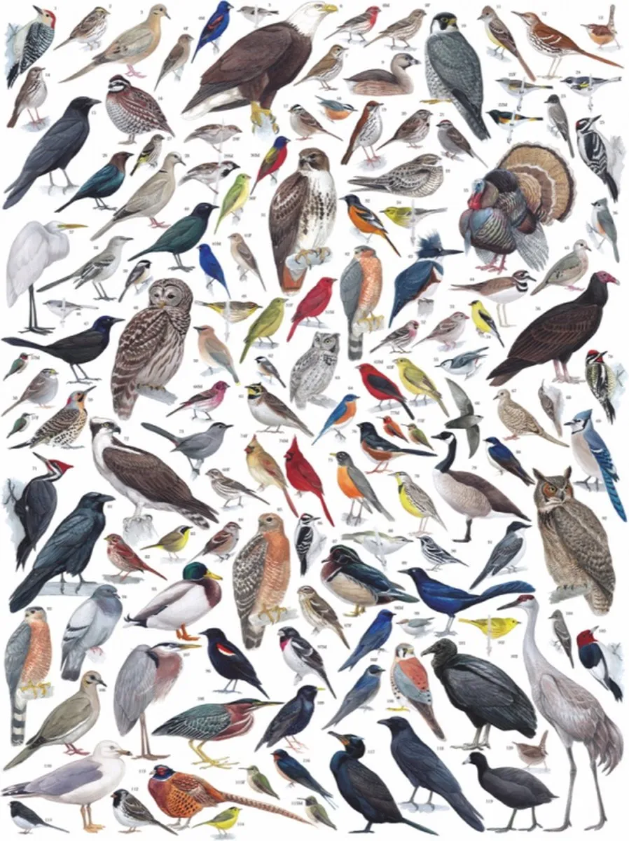 The New York Puzzle Company Cornell Lab Birds Puzzel - 1000 Stuks - Multi
