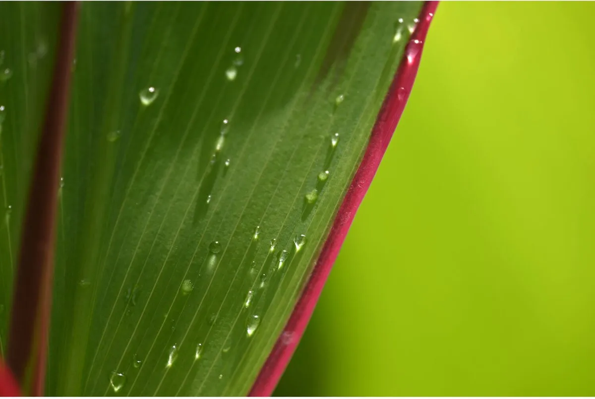 Nikon NIKKOR Z DX - 18-140mm - f/3.5-6.3 VR - Cameralens - Objectief - Telelens