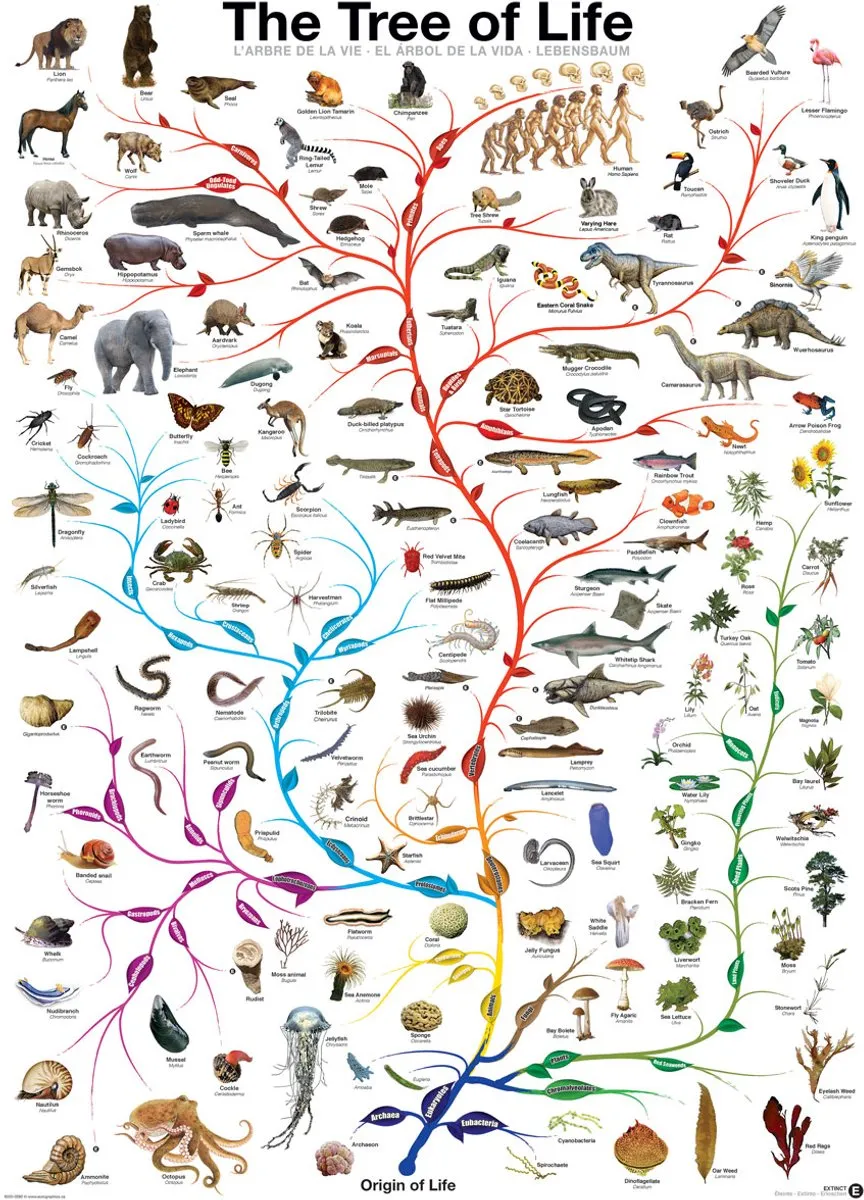 Eurographics De Boom des Levens Evolutiediagram Legpuzzel 1000 Stuks - 48x68cm