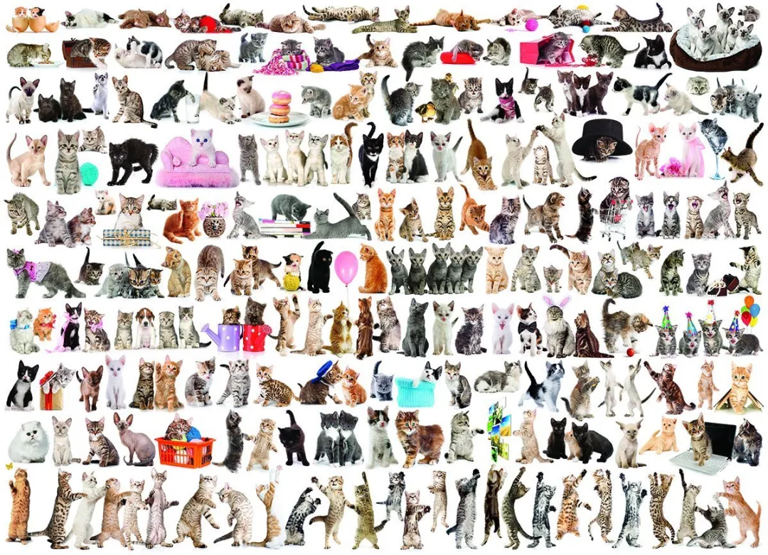 Eurographics De Wereld van Katten Legpuzzel 1000 Stuks - 68x48cm - Meerkleurig