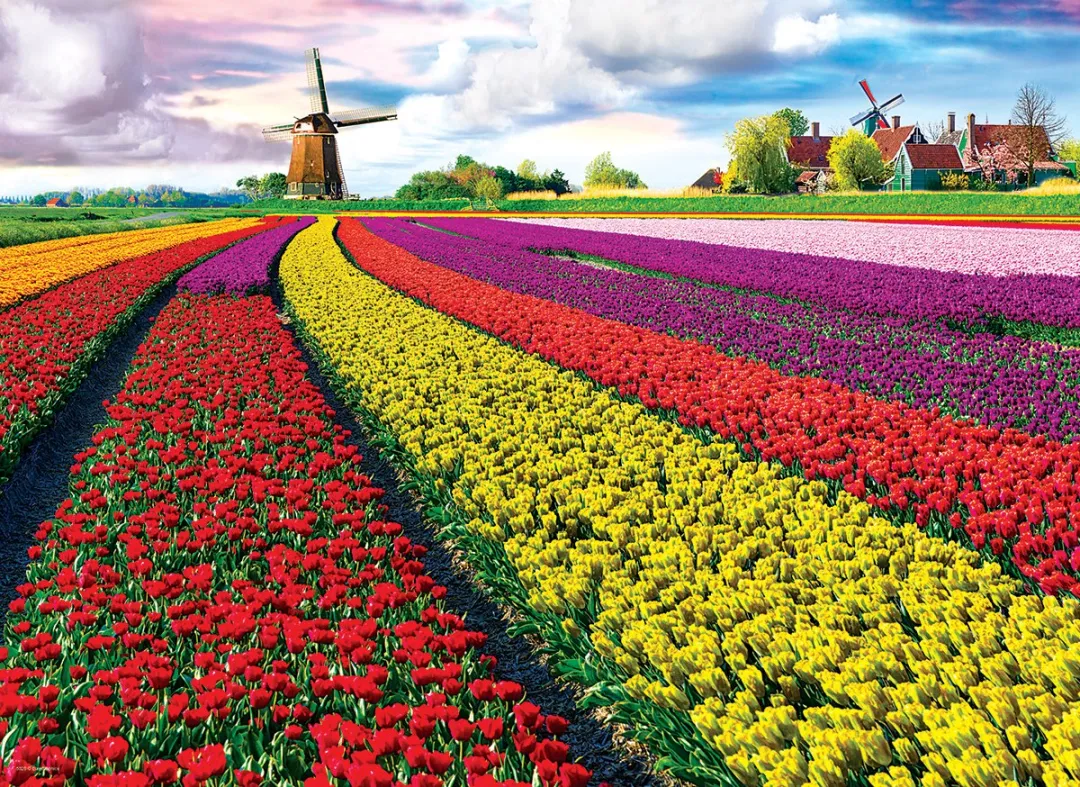 Eurographics Tulpenvelden Nederland Legpuzzel 1000 Stuks - eu6000-5326 - Meerkleurig