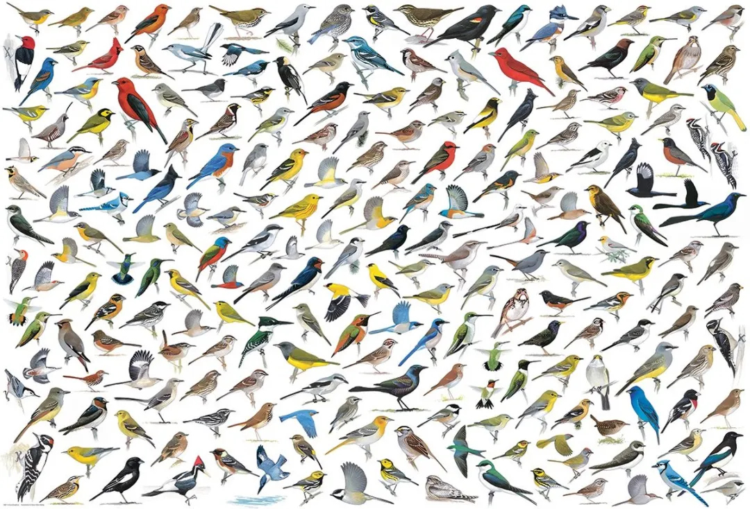Eurographics De Wereld van Vogels David Sibley Legpuzzel 2000 Stuks - eu8220-0821