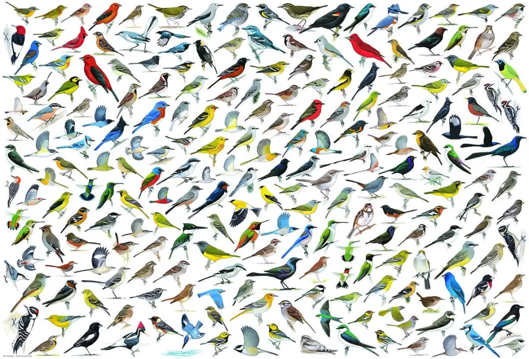 Eurographics De Wereld van Vogels David Sibley Legpuzzel 2000 Stuks - eu8220-0821