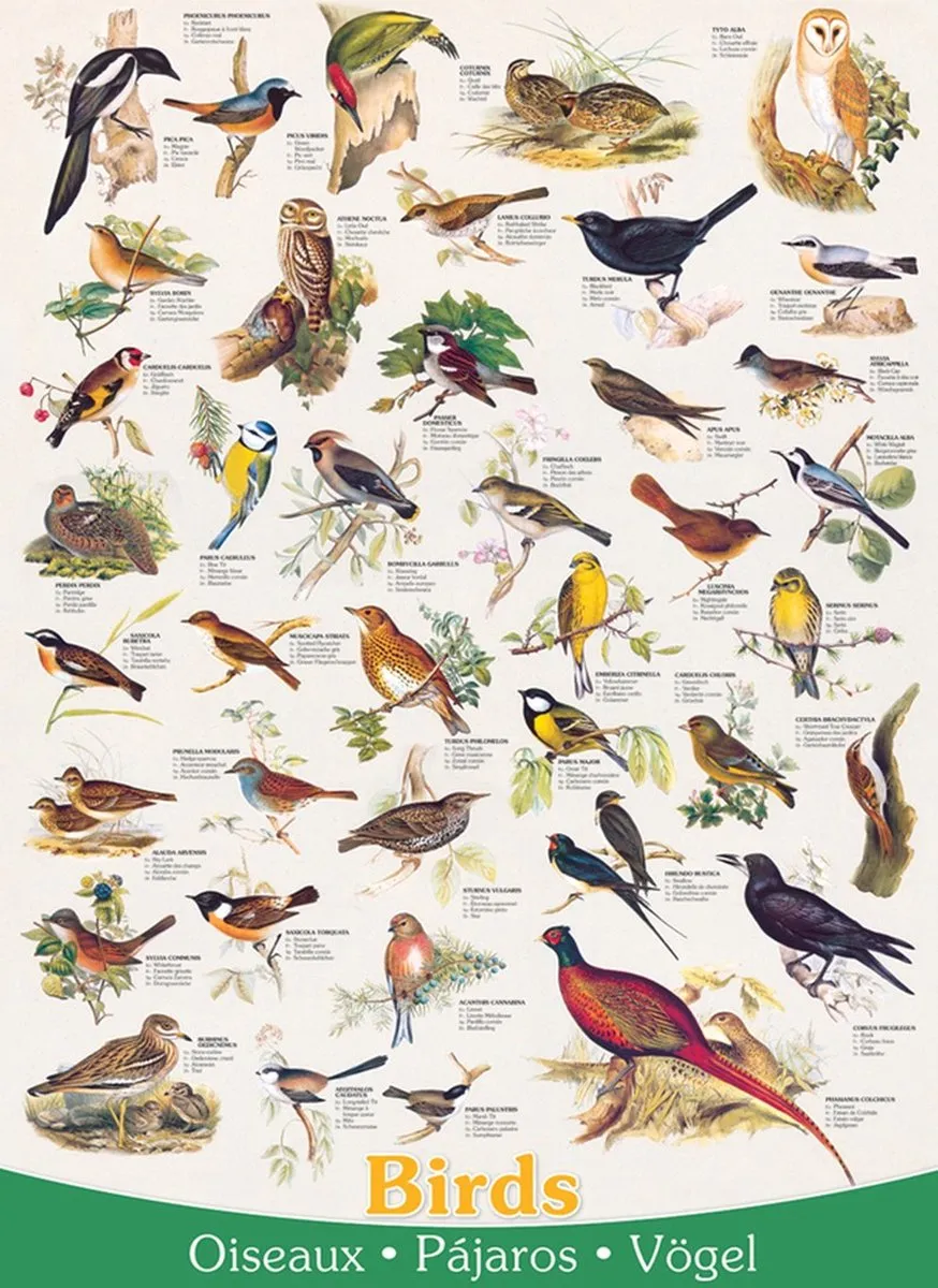 Eurographics Vogels Legpuzzel 1000 Stuks - 48x68cm - Meerkleurig