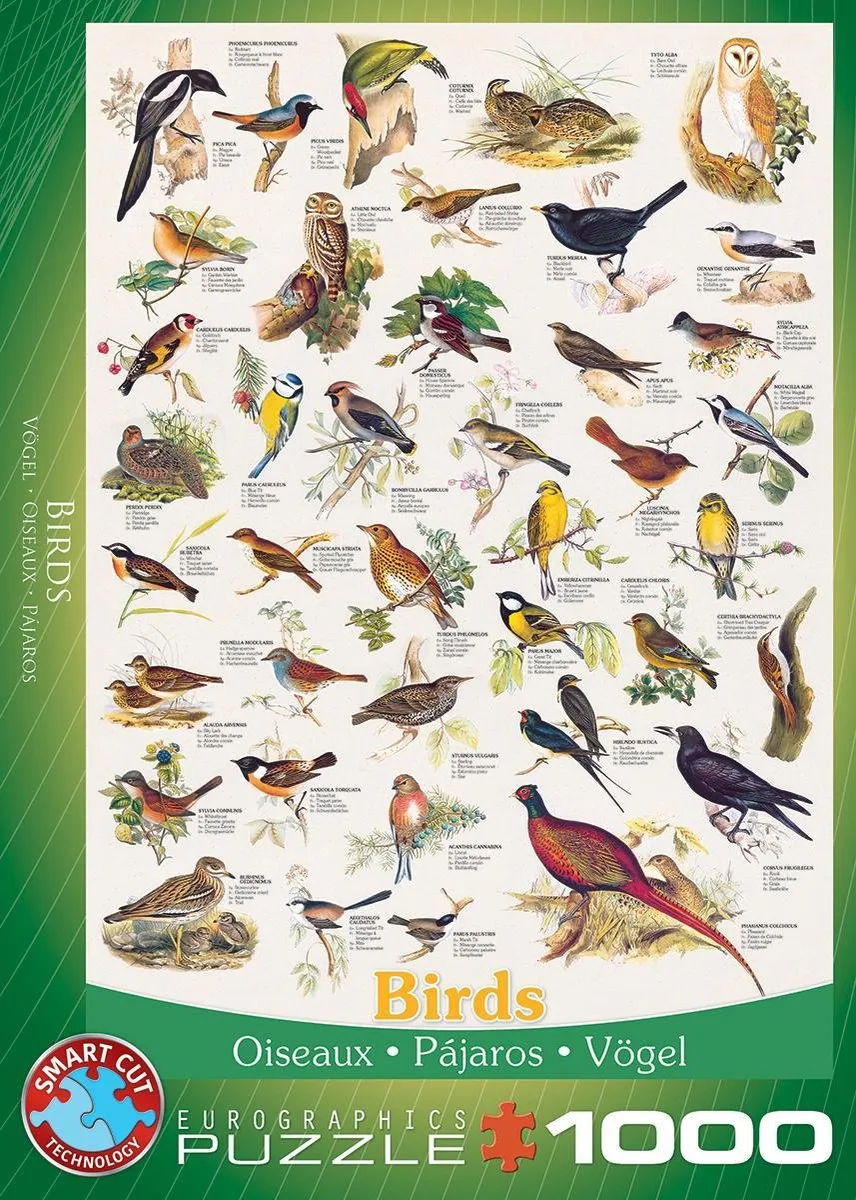 Eurographics Vogels Legpuzzel 1000 Stuks - 48x68cm - Meerkleurig
