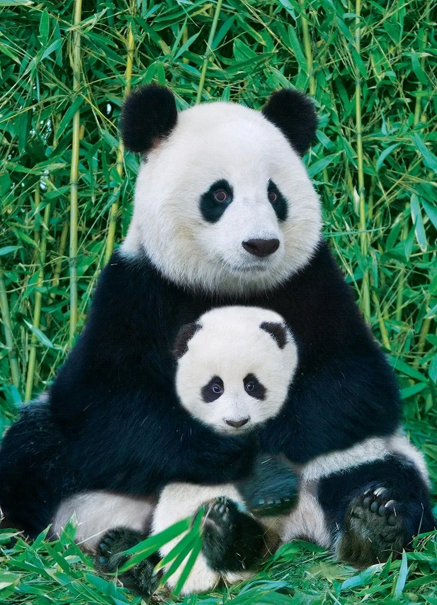 Eurographics Panda & Baby Legpuzzel 1000 Stuks - 48x68cm - Zwart