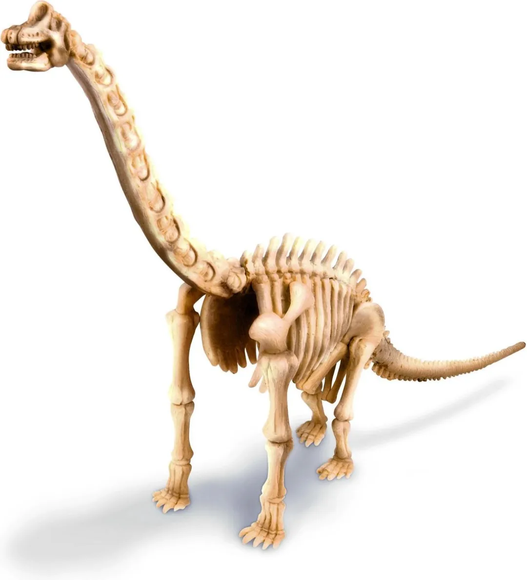 4M KidzLabs Graaf Je Dinosaurus Brachiosaurus - Groen - afbeelding 5 van 6