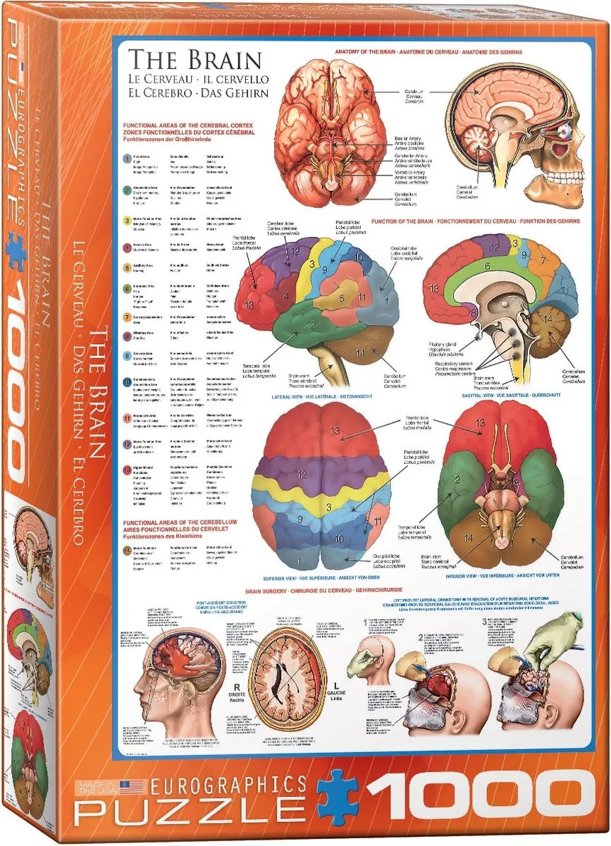 Eurographics Het Brein Legpuzzel 1000 Stuks