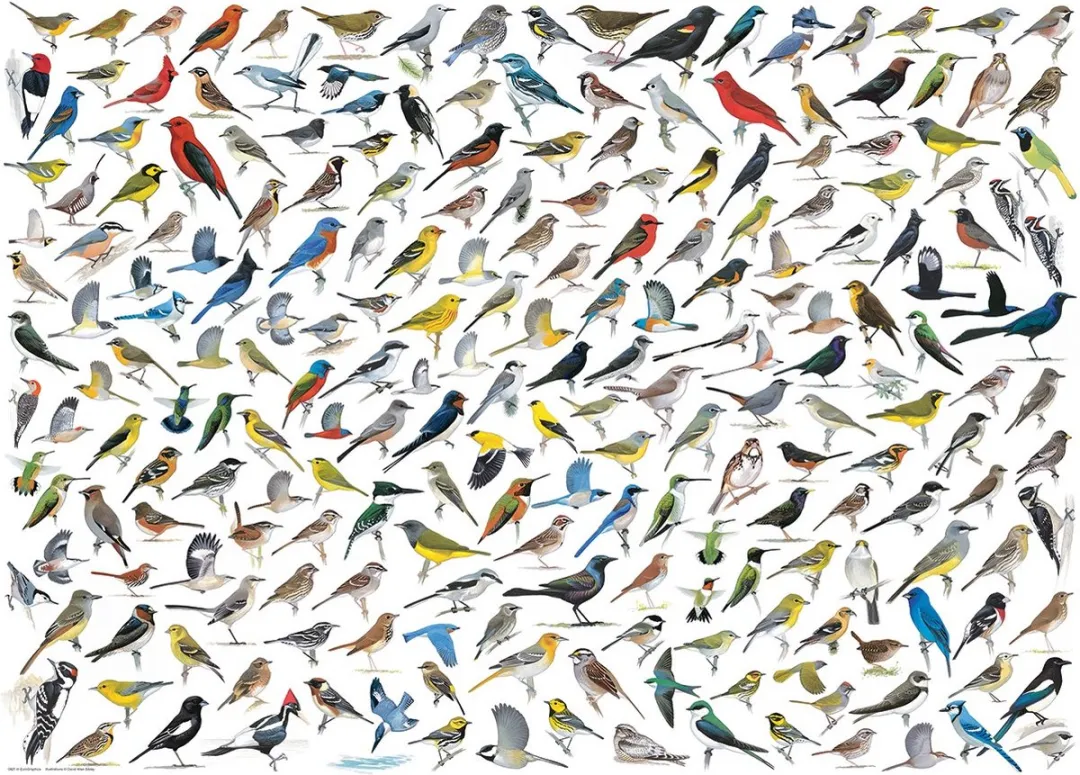 Eurographics De Wereld van Vogels Legpuzzel 1000 Stuks - David Sibley