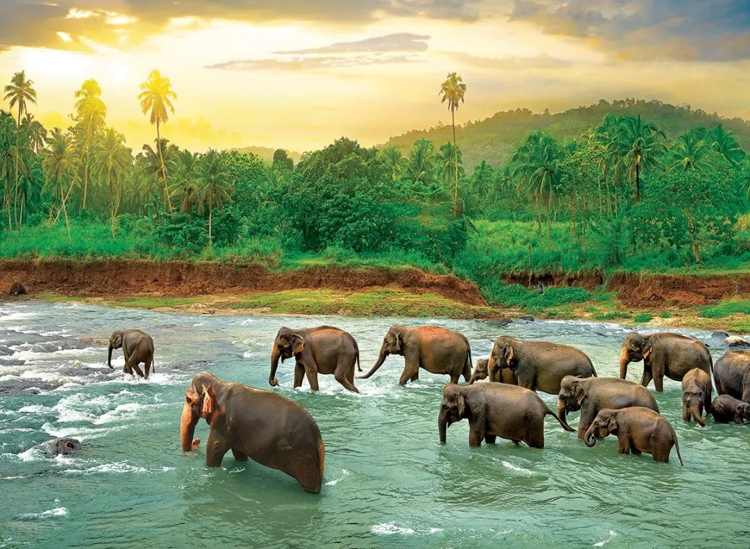 Eurographics Red de Planeet! Regenbos Legpuzzel 1000 Stuks - 68x48cm