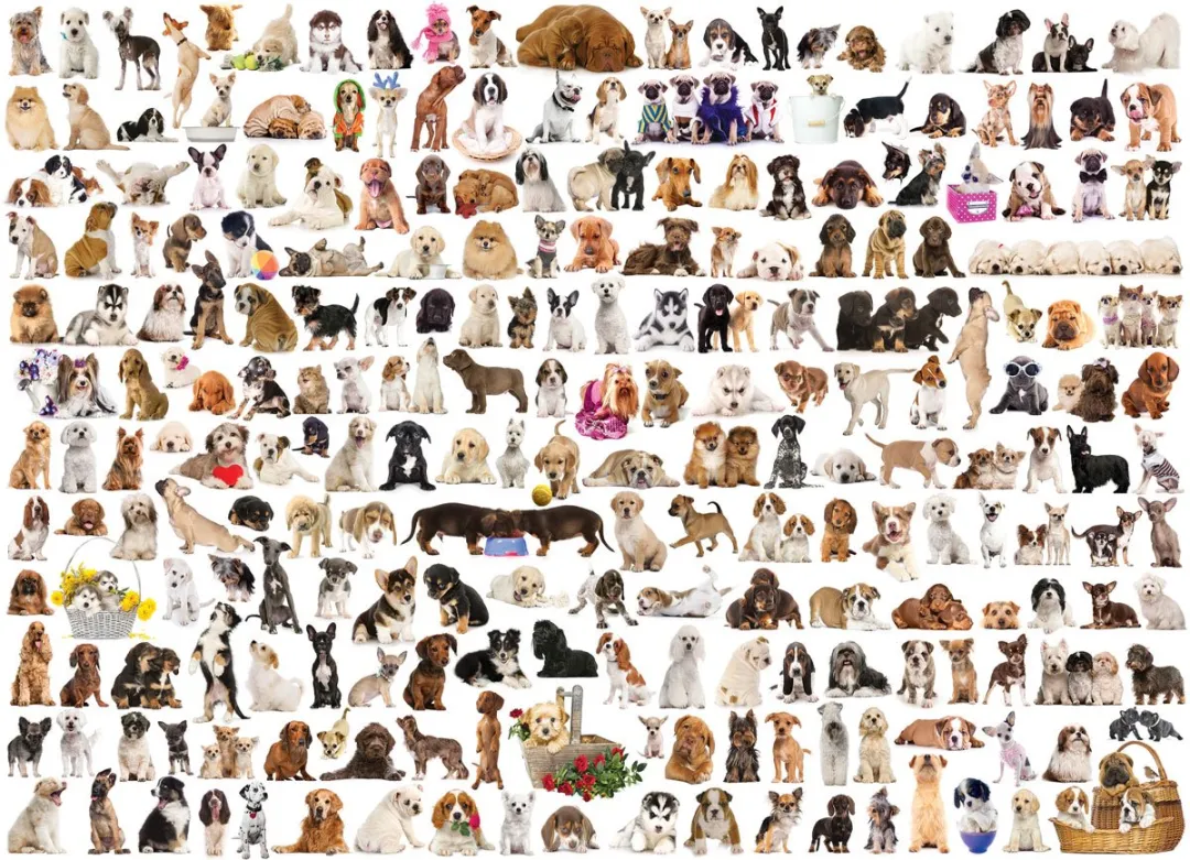 Eurographics De Wereld van Honden Legpuzzel 1000 Stuks - eu6000-0581