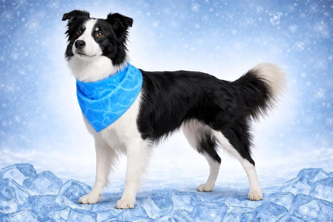 Flamingo Fresk Inou Blauwe Koelbandana Hond M
