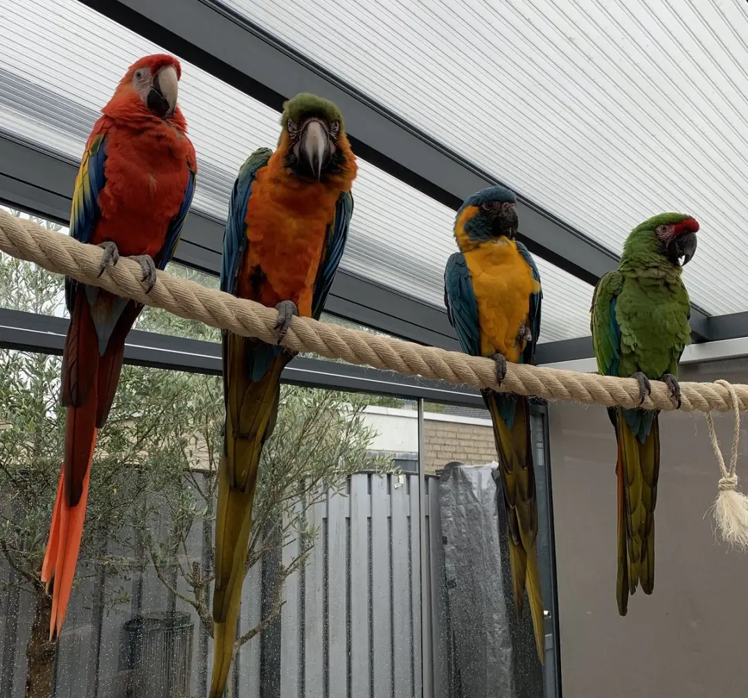 Sisaltouw Ø50mm - 200cm - Voor middelgrote vogels