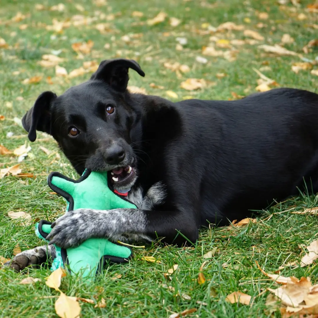 KONG Ballistic Alligator Hondenspeelgoed M/L - Groen