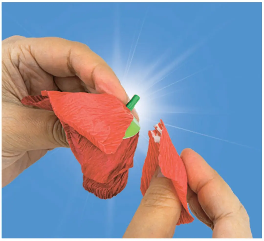 Clementoni Art & Craft Create Your Flowers Poppy - Klaproos Maken Set - 8+ - afbeelding 6 van 6