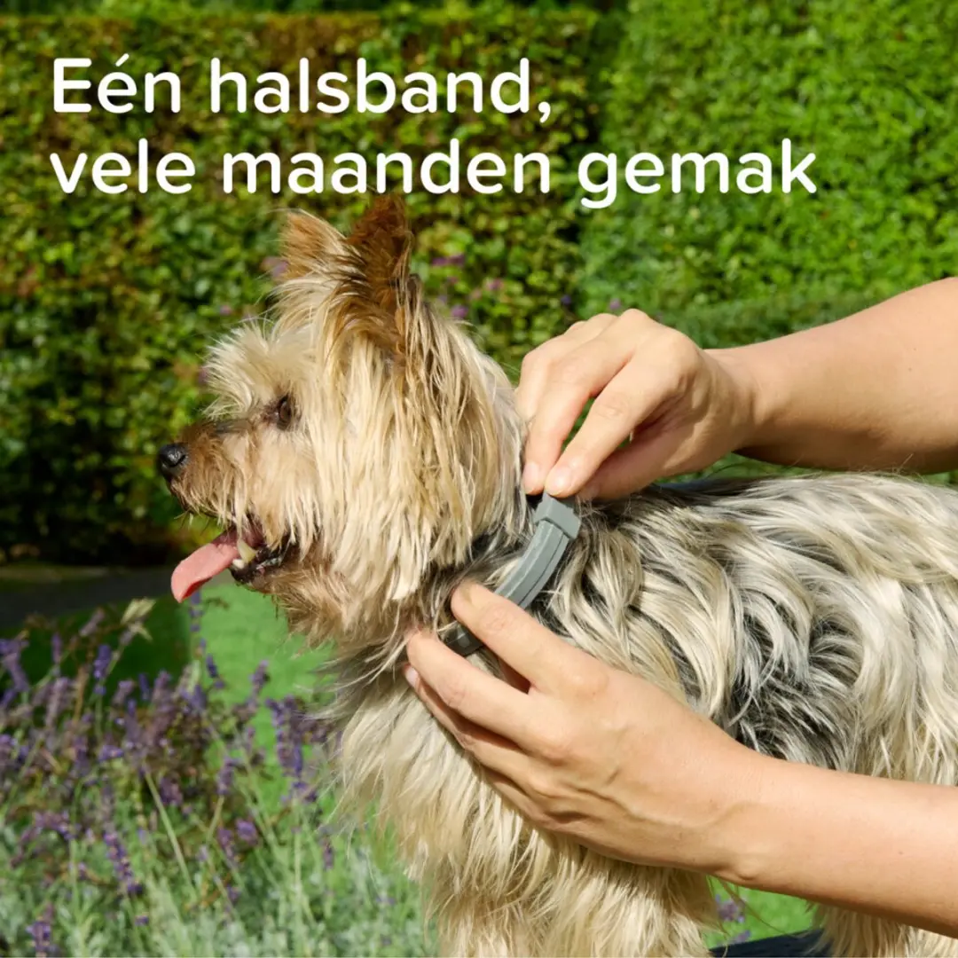Beaphar Medicinale Halsband Hond 8+ kg - 8 Maanden