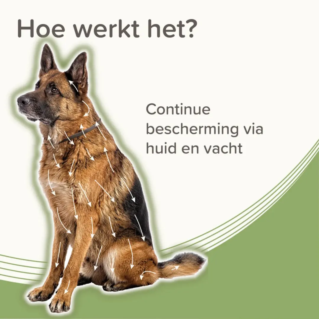 Beaphar Medicinale Halsband Hond 8+ kg - 8 Maanden