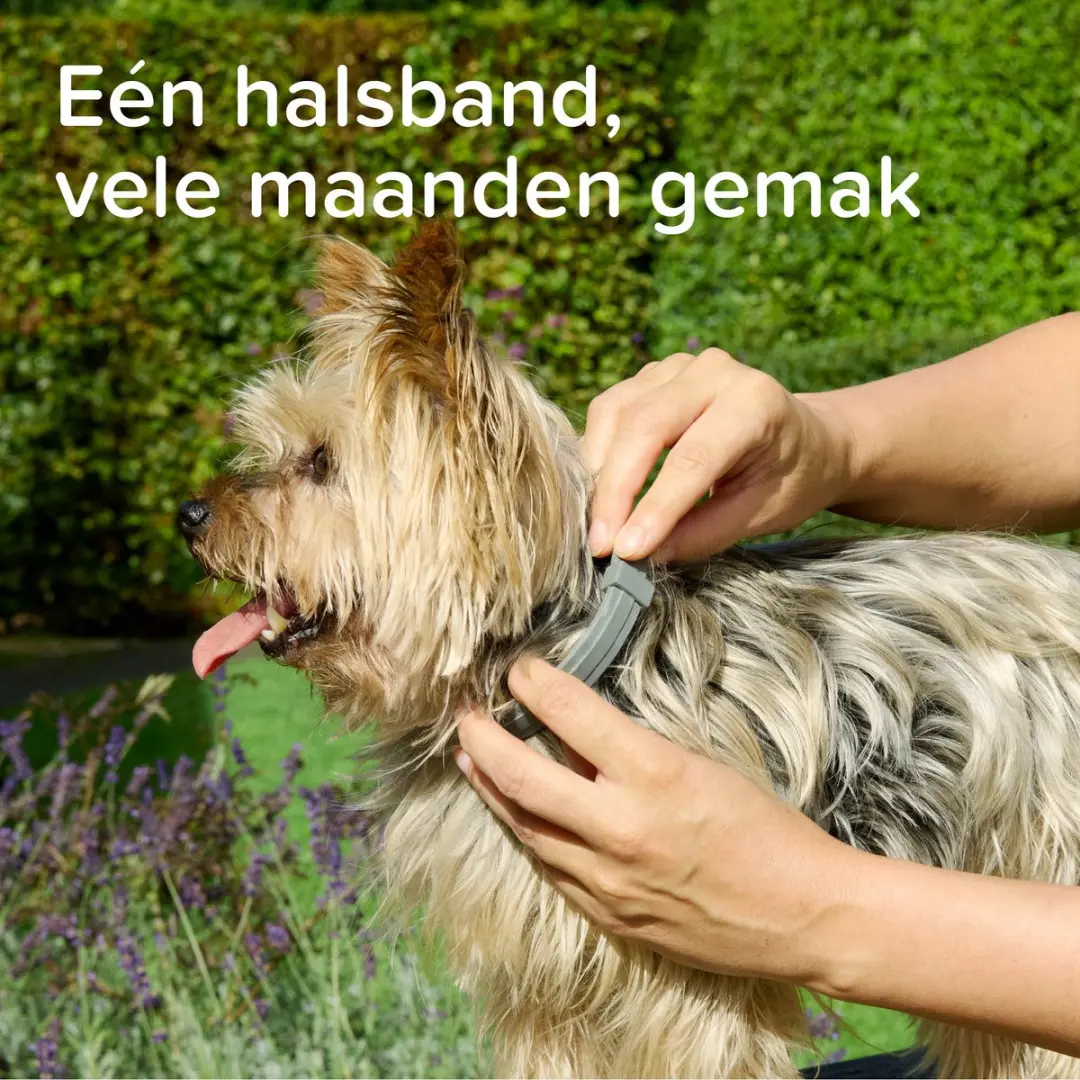 Beaphar Medicinale Halsband Hond tot 8 kg - 8 Maanden