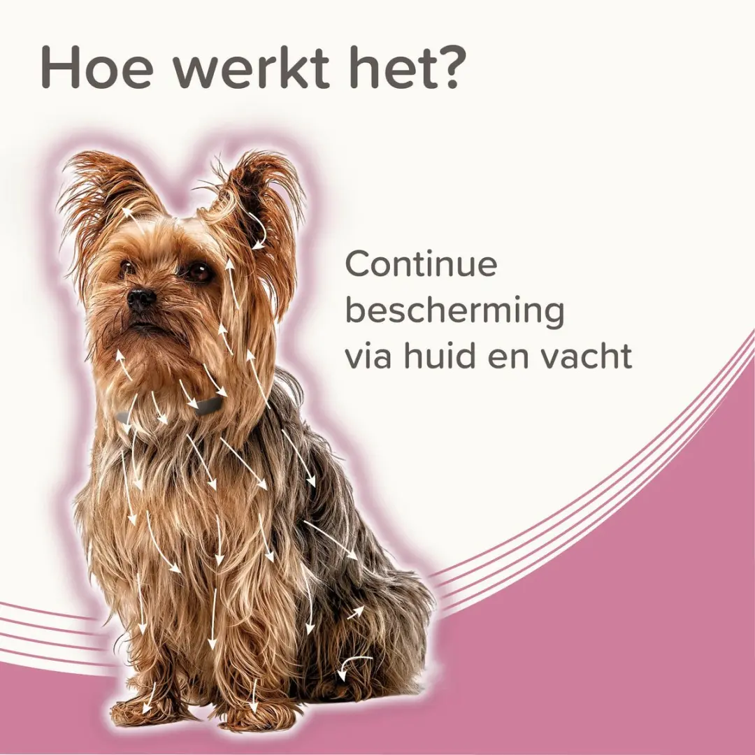 Beaphar Medicinale Halsband Hond tot 8 kg - 8 Maanden - afbeelding 6 van 6