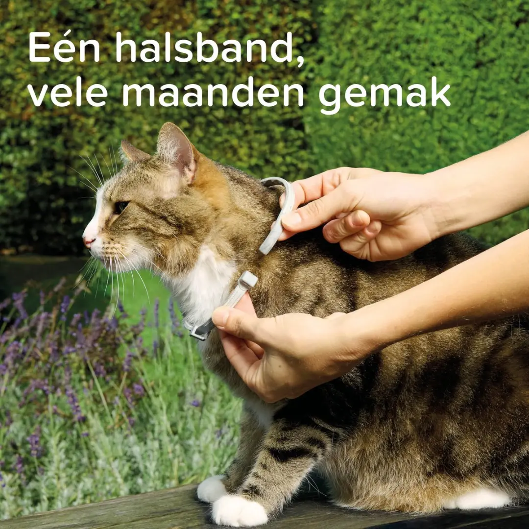 Beaphar Medicinale Halsband Kat - tot 8 maanden