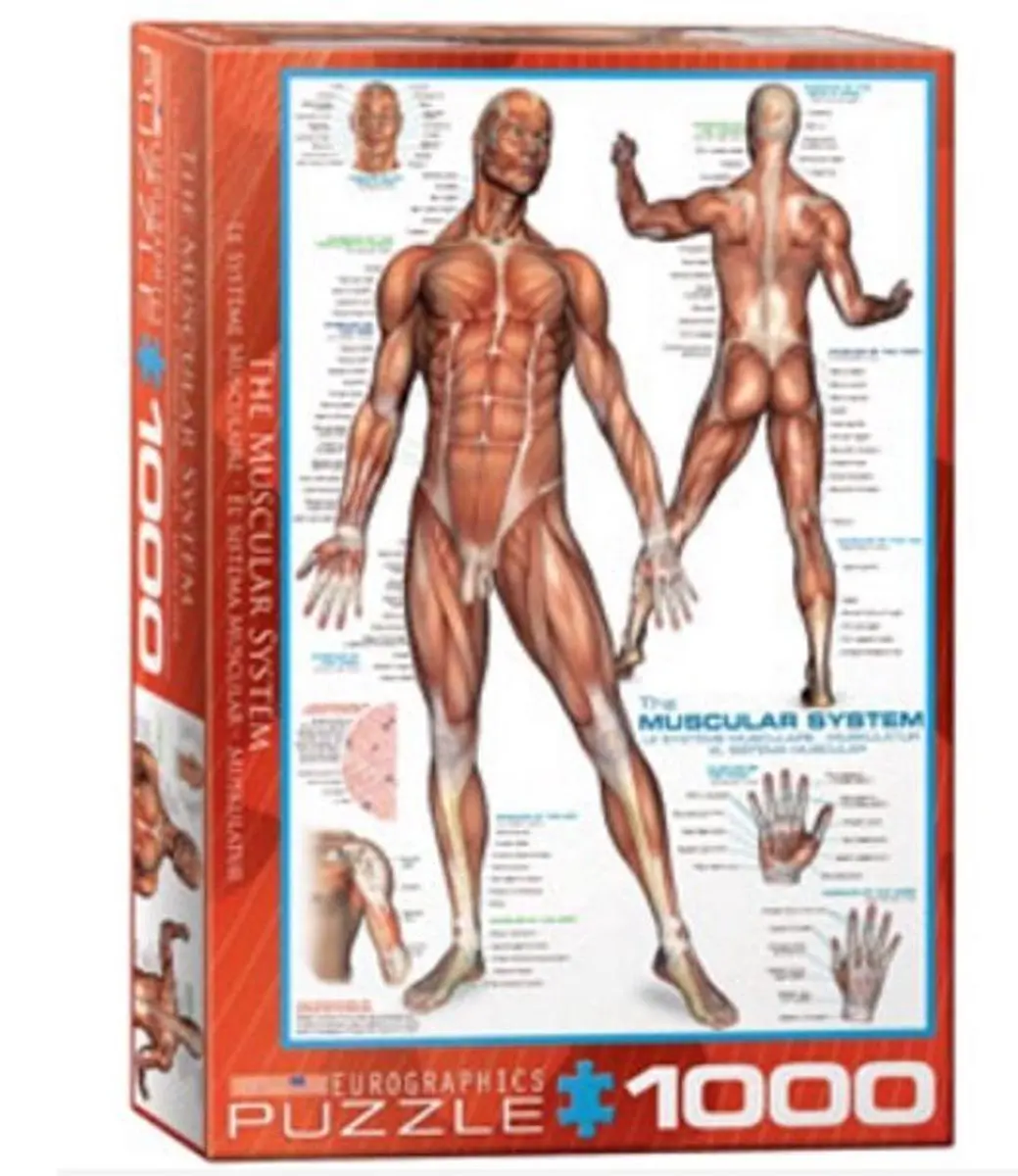Eurographics Het Spierstelsel Legpuzzel 1000 Stuks
