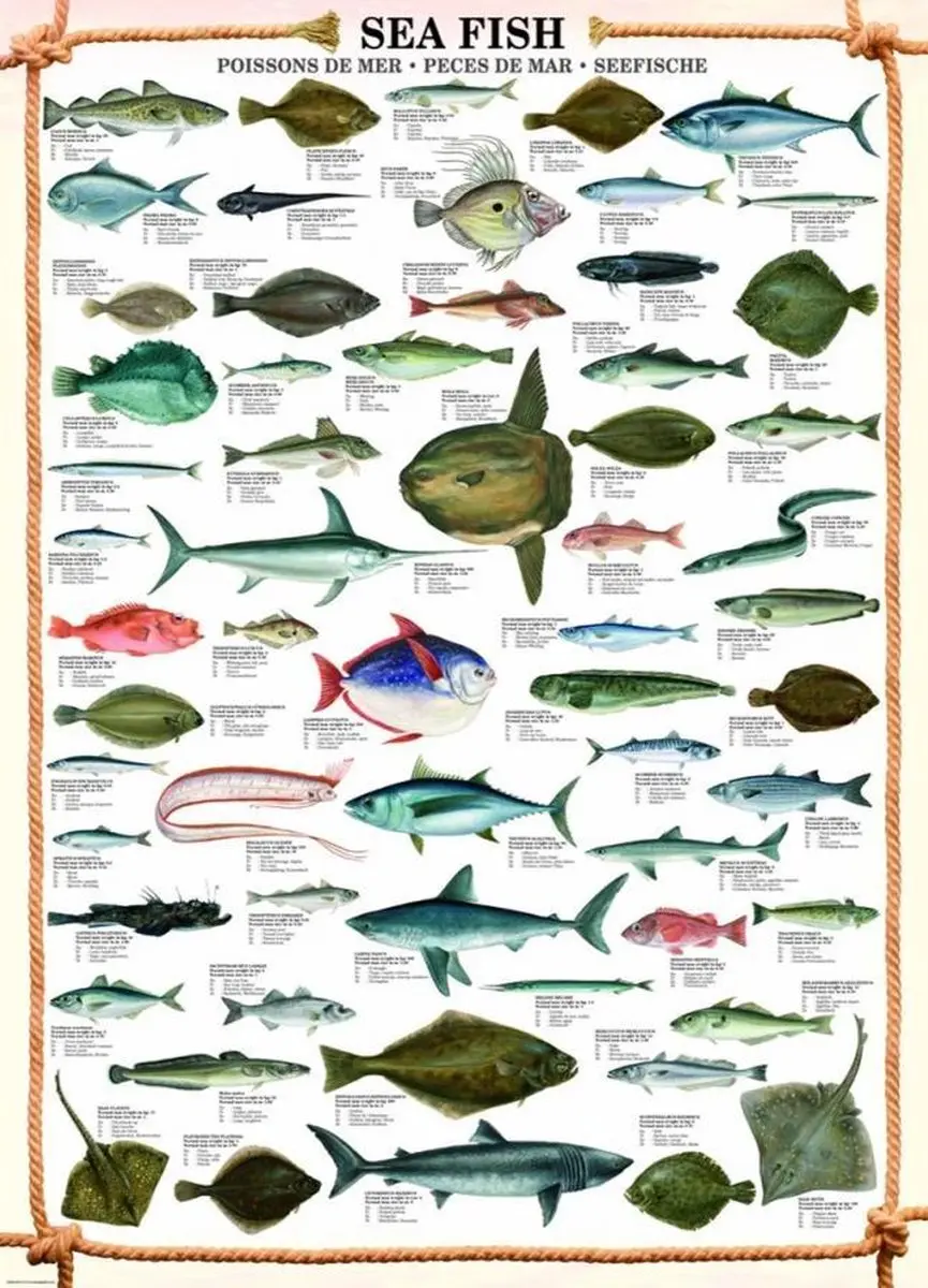 Eurographics Sea Fish Puzzel 1000 Stuks - Meerkleurig