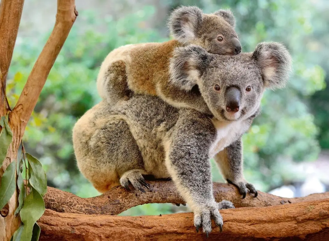 Ravensburger Familie Koala Legpuzzel 200 Stuks - Multicolor