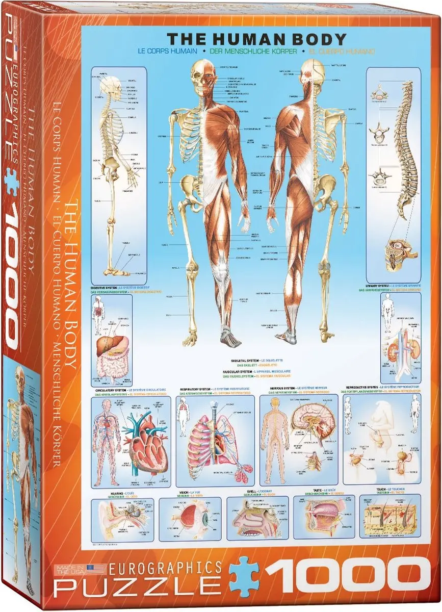 Eurographics Het Menselijk Lichaam Legpuzzel 1000 Stuks