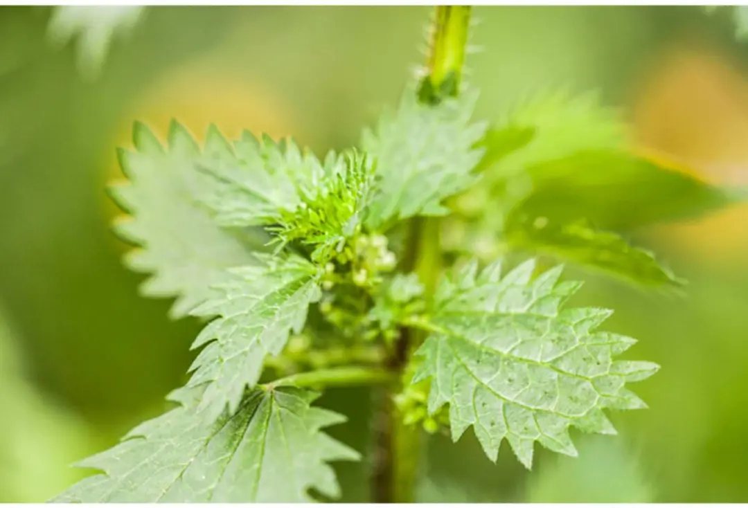 Weleda Urtica Zalf 25g - Bij zonnebrand & insectensteken