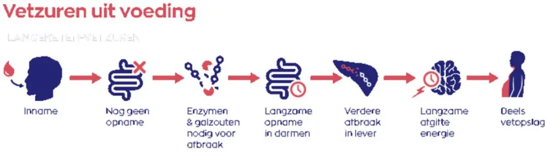 Vitakruid MCT Olie C8 500ml - afbeelding 6 van 6