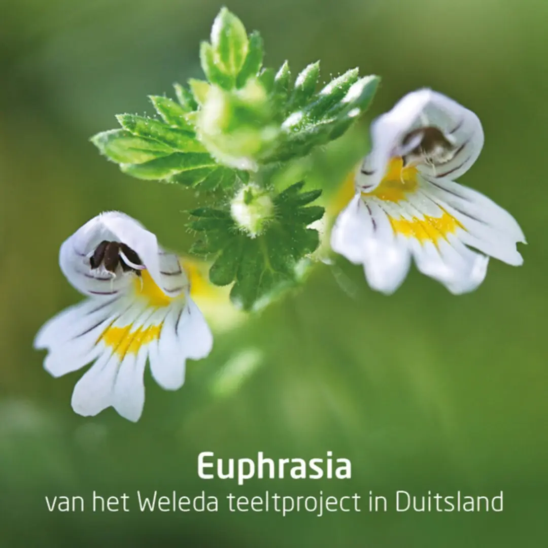 Weleda Ogentroost Oogdruppels - 3x20 Stuks