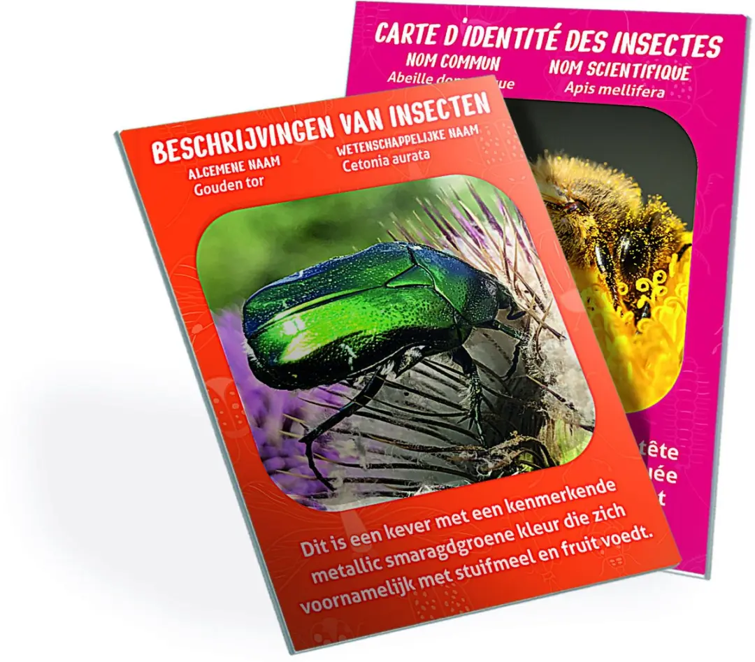 Clementoni Insecten Observatorium 56599 STEM Speelgoed - Multikleur