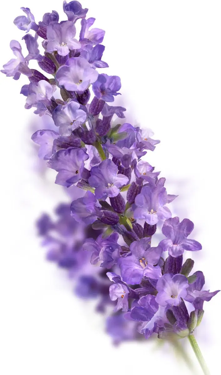 Kneipp Badbruistablet Lavendel 80g - 12 Stuks